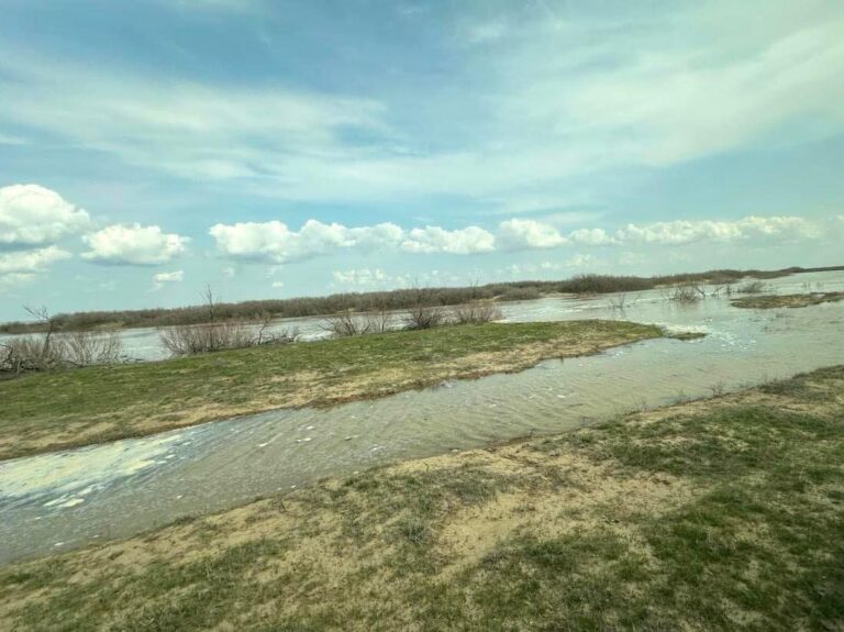 САРЫСУ БОЙЫ СУЛАНДЫРЫЛЫП, ЖАЙЫЛЫМДЫҚ АЛҚАП КӨГАЛДАНДЫРЫЛУДА