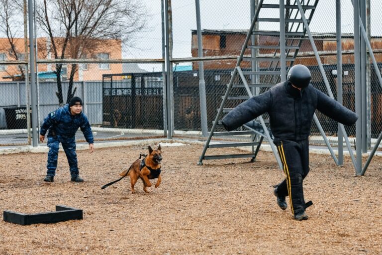 ҚЫЗМЕТТІК ИТТЕР КӨМЕГІМЕН 83 ҚЫЛМЫС АШЫЛҒАН