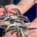 ҚЫЗЫЛОРДАЛЫҚ КӘСІПКЕР БЕКІРЕ ШАРУАШЫЛЫҒЫН ДАМЫТУДА