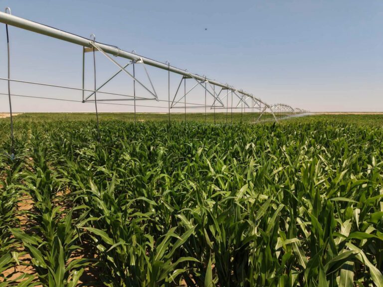 ЖАЛАҒАШТА «HARVEST AGRO» КОМПАНИЯСЫНЫҢ АГРОӨНЕРКӘСІПТІК КЛАСТЕР ЖОБАСЫ ҚАРҚЫНДЫ ЖҮЗЕГЕ АСЫРЫЛУДА