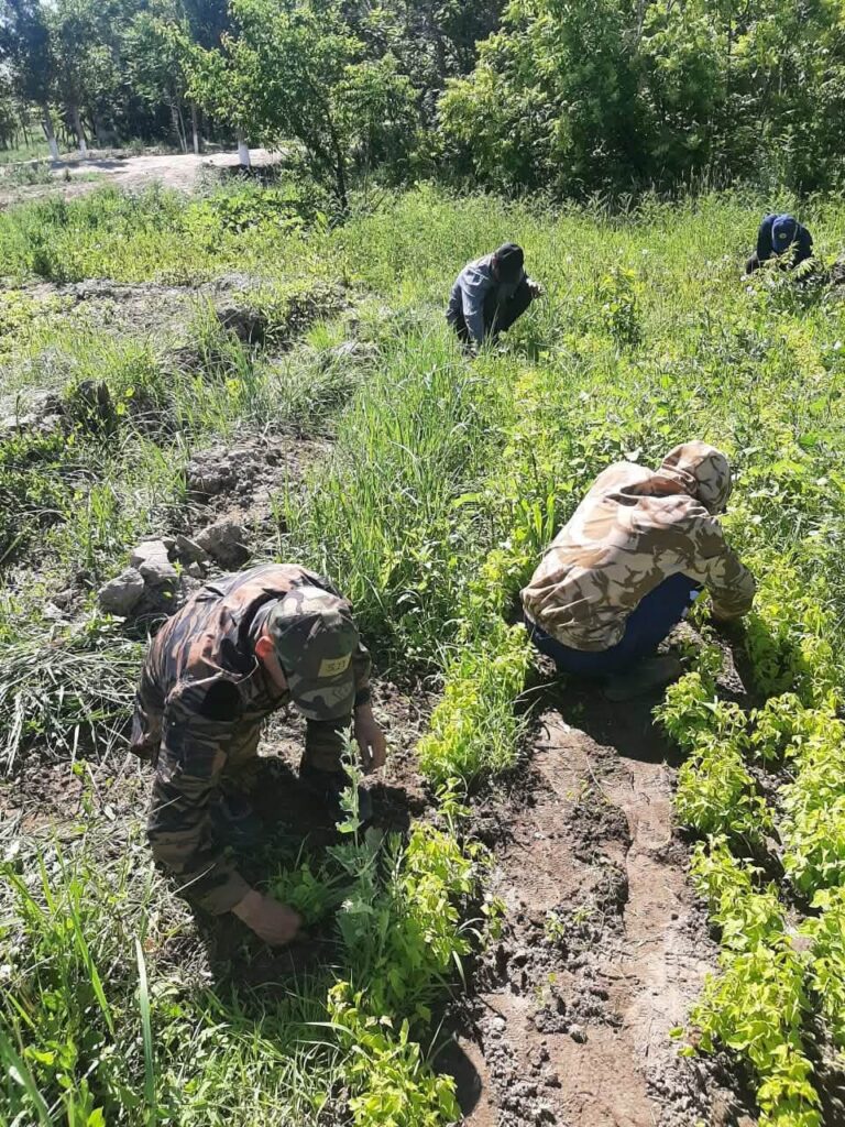 ЖАСЫЛ ЖЕЛЕК – БОЛАШАҚҚА БАСТАР ЖОЛ: ҚАЗАЛЫДА КӨШЕТТЕРДІ КҮТІП-БАПТАУ ЖҰМЫСТАРЫ ЖҮЙЕЛІ ЖҮРГІЗІЛУДЕ